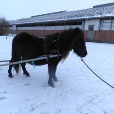 Shetlænder tulle 