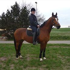 Dansk Varmblod Adelheid Sølyst (Solgt)