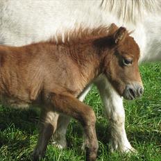 Shetlænder Gimli fra Oren