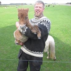 Shetlænder Gimli fra Oren