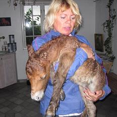 Shetlænder Gimli fra Oren