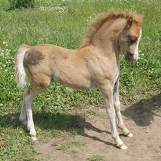 Welsh Mountain (sec A) Solbakken´s Eddie