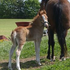 Welsh Mountain (sec A) Solbakken´s Eddie