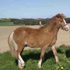 Welsh Mountain (sec A) Solbakken´s Eddie