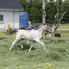 Anden særlig race Klinkhøjs Epona