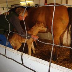 Anden særlig race Frydenhøjs Moondancer 