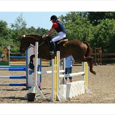 Hollandsk Varmblod | Lariemke |