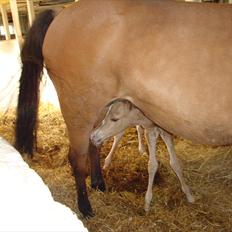 Anden særlig race Frydenhøjs Moondancer 