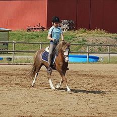 Welsh Mountain (sec A) Waterland`s Pucahontas SOLGT:`(