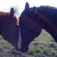 Pinto Scheel´s Samurai