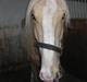 Lusitano Emigrante