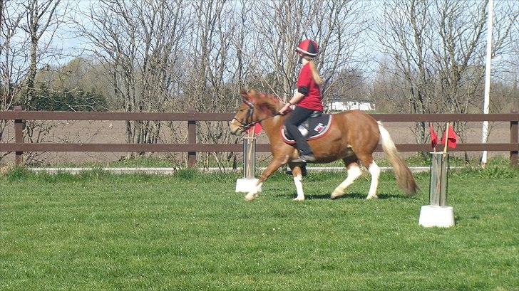 Anden særlig race Laika  billede 14