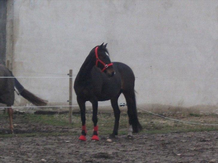 Anden særlig race Nybo's Odessa - Foto: Vibeke Pedersen billede 20