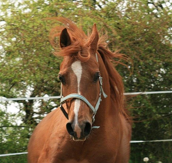 Arabisk fuldblod (OX) Zusette Isa billede 1