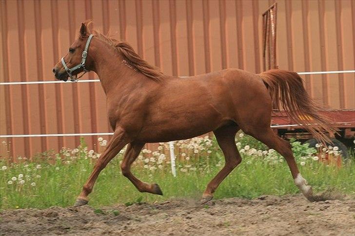 Arabisk fuldblod (OX) Zusette Isa billede 2