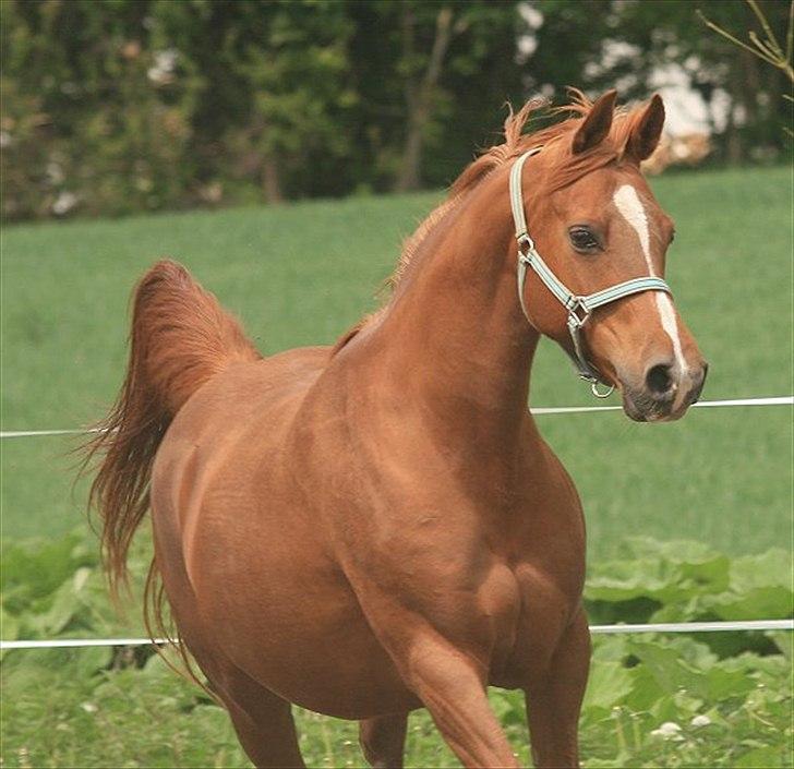 Arabisk fuldblod (OX) Zusette Isa billede 3