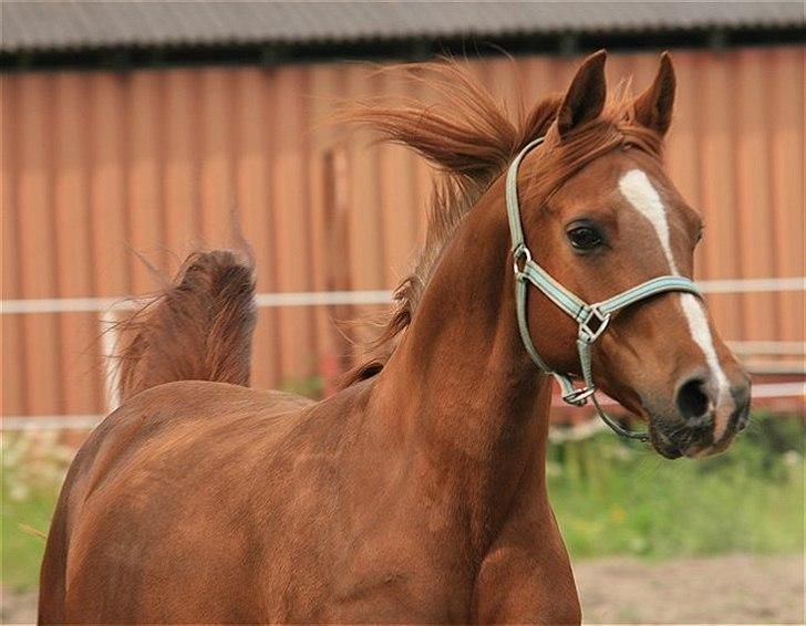 Arabisk fuldblod (OX) Zusette Isa billede 4