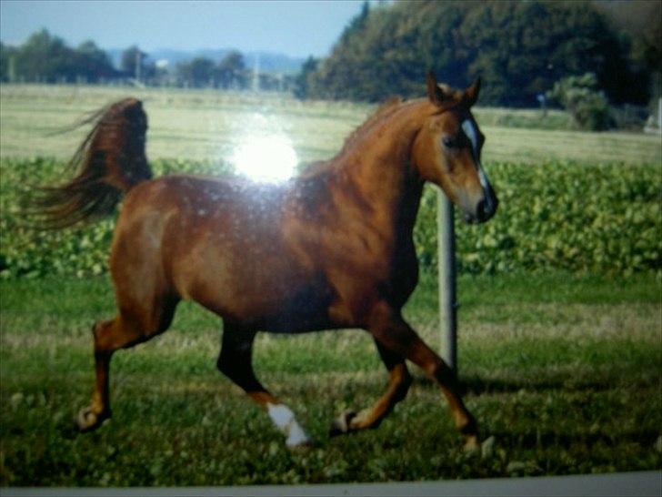 Arabisk fuldblod (OX) Zusette Isa billede 5
