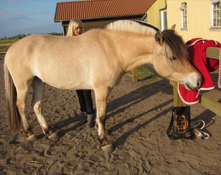 Fjordhest Westergaards Kilimanjaro - Meget nysgerrig pony :-) billede 18