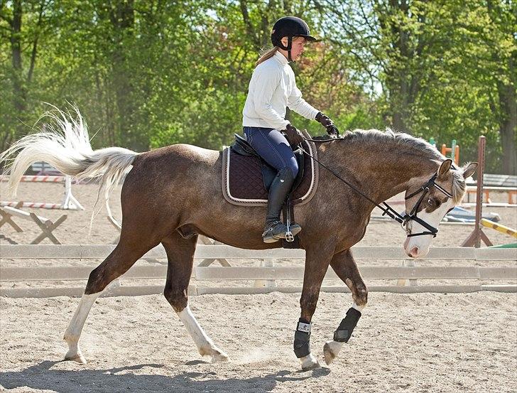 Hollandsk Sportspony Pokemon - FOTO: Tine Bjørnø billede 8