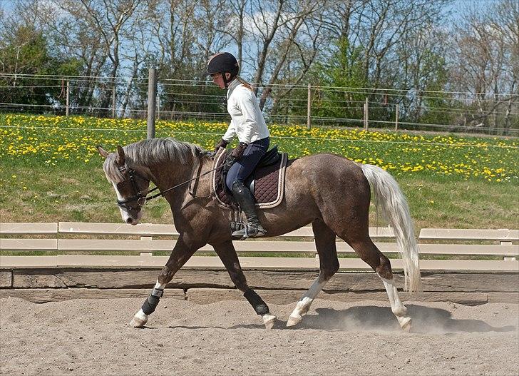 Hollandsk Sportspony Pokemon - FOTO: Tine Bjørnø billede 10