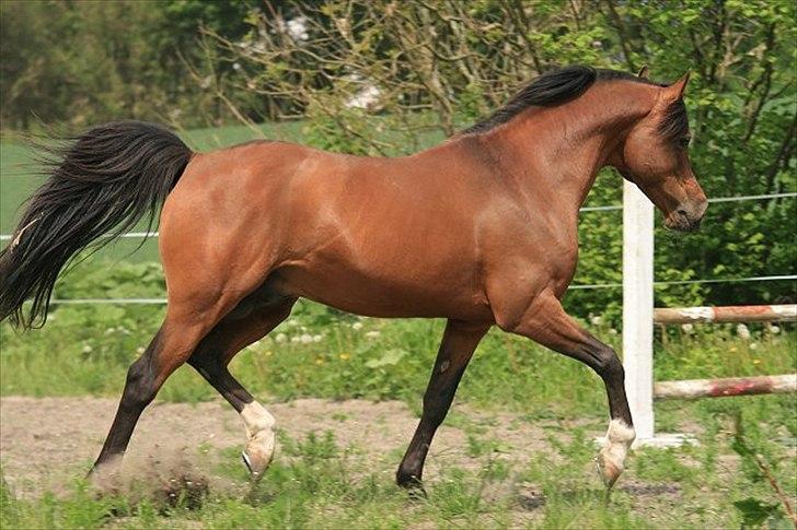 Arabisk fuldblod (OX) Seral billede 1