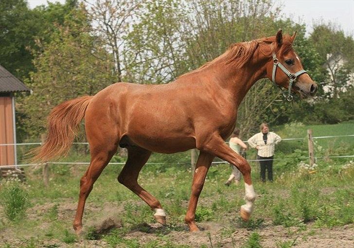 Arabisk fuldblod (OX) Miraculix billede 1