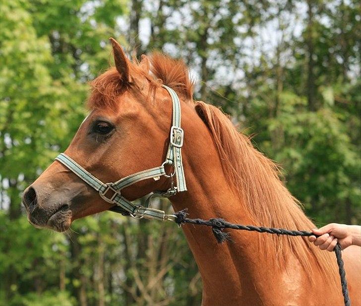 Arabisk fuldblod (OX) Miraculix billede 2