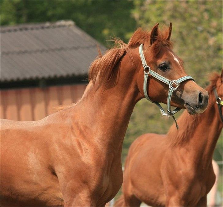 Arabisk fuldblod (OX) Miraculix billede 4