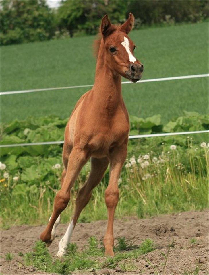 Arabisk fuldblod (OX) Speedy Ibn Seral billede 3