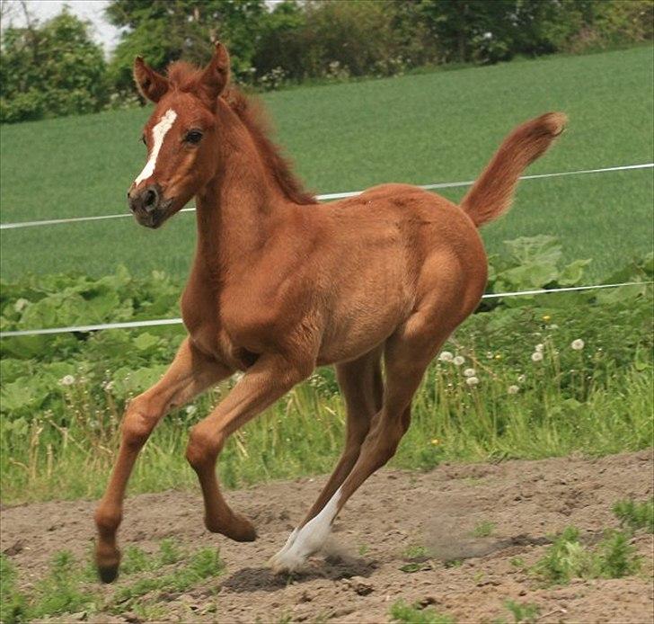 Arabisk fuldblod (OX) Speedy Ibn Seral billede 5