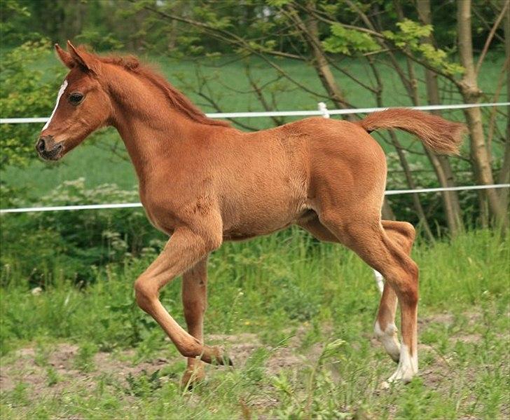 Arabisk fuldblod (OX) Speedy Ibn Seral billede 6