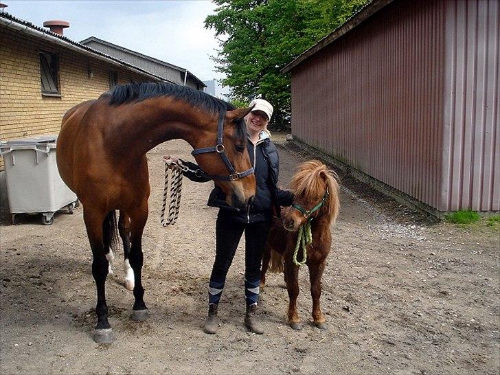Shetlænder Hr. Asterix (Møllegaards Iceman) - Hr. Asterix og Mary min hoppe hilser på hinanden billede 1