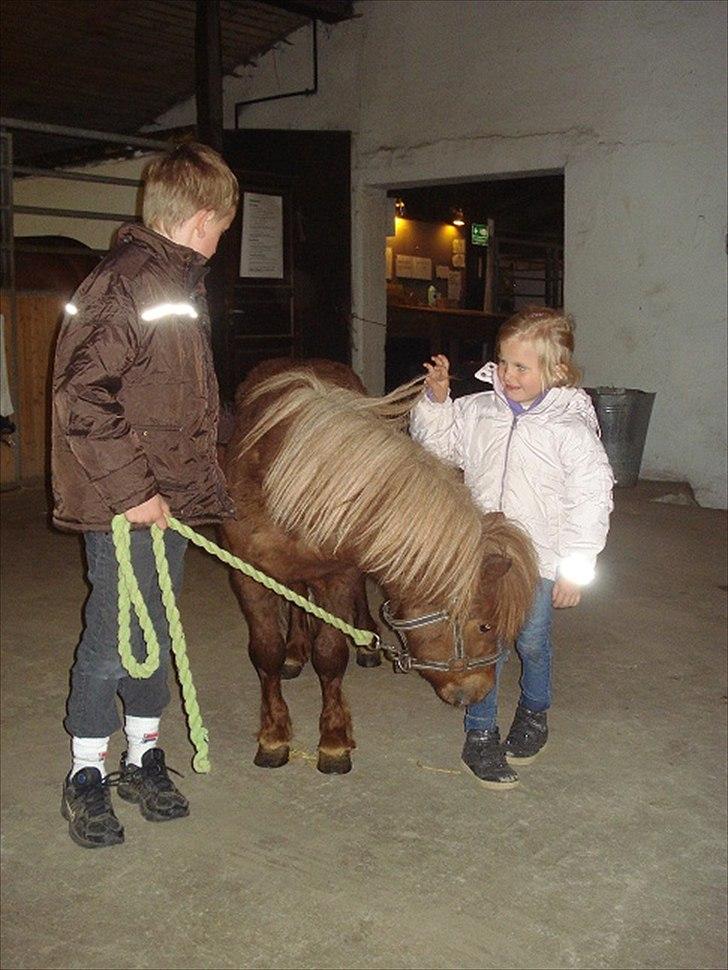 Shetlænder Hr. Asterix (Møllegaards Iceman) - Mine børn, Marcus og Cecilie med deres nye bedste ven Hr. Asterix billede 2