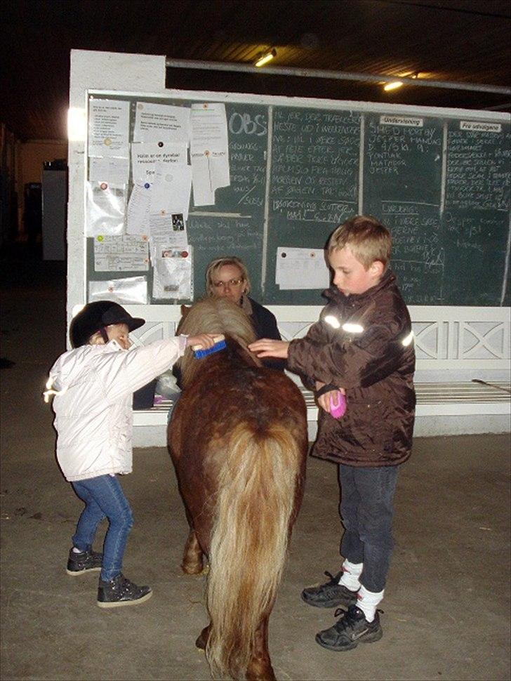 Shetlænder Hr. Asterix (Møllegaards Iceman) - Lille numse hva´..... billede 3