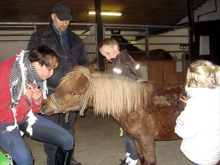 Shetlænder Hr. Asterix (Møllegaards Iceman) billede 4