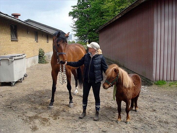 Shetlænder Hr. Asterix (Møllegaards Iceman) billede 5