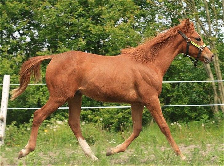 Arabisk fuldblod (OX) BS Tornado billede 1