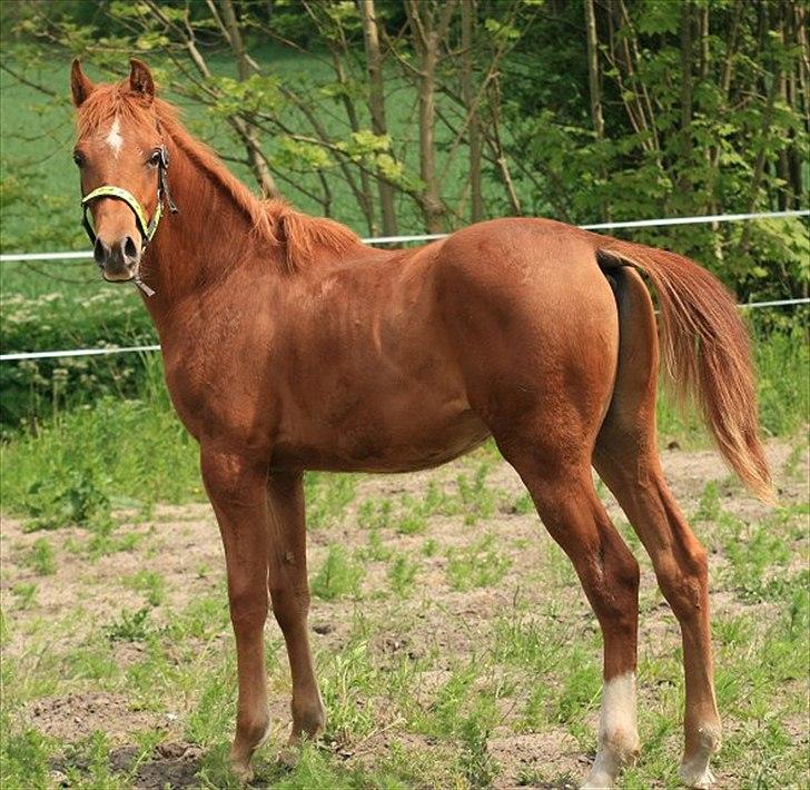 Arabisk fuldblod (OX) BS Tornado billede 2