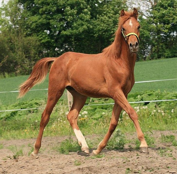 Arabisk fuldblod (OX) BS Tornado billede 3