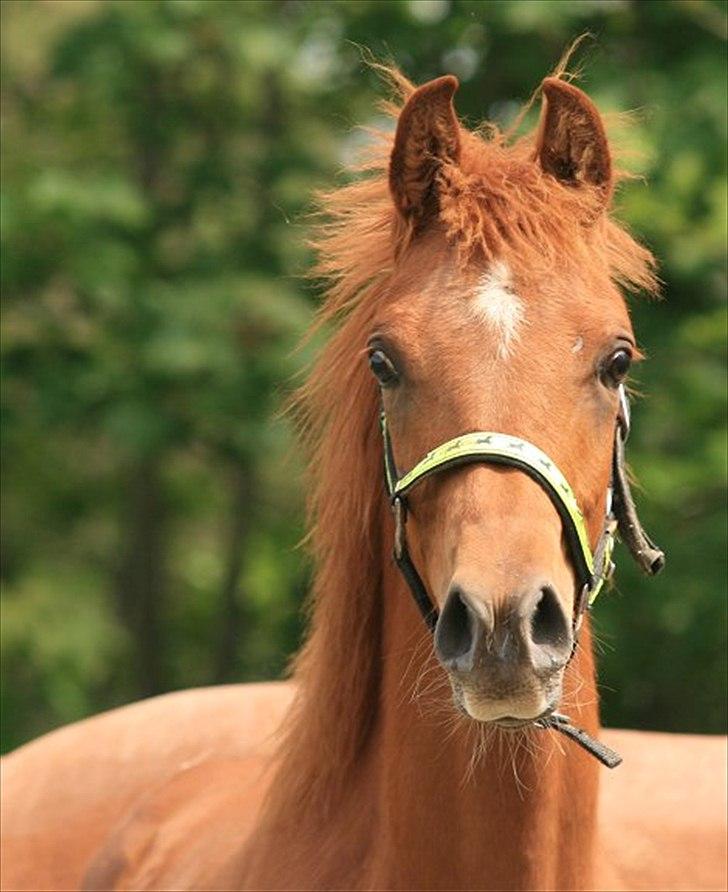 Arabisk fuldblod (OX) BS Tornado billede 4