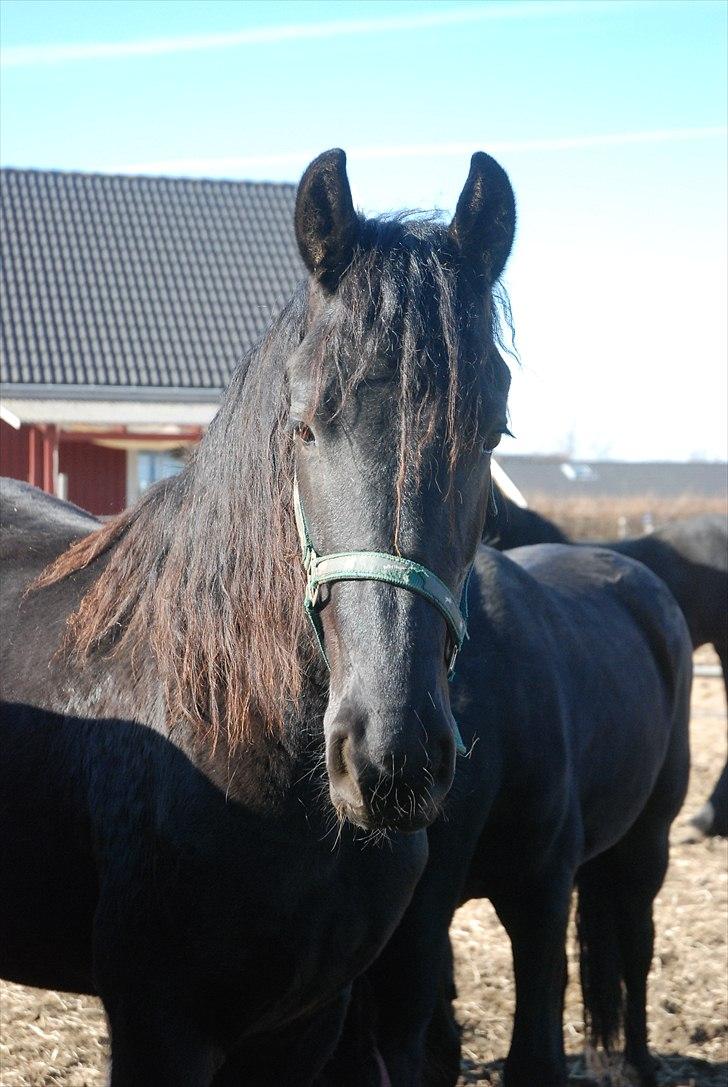 Frieser Falkje fan de Harr billede 14