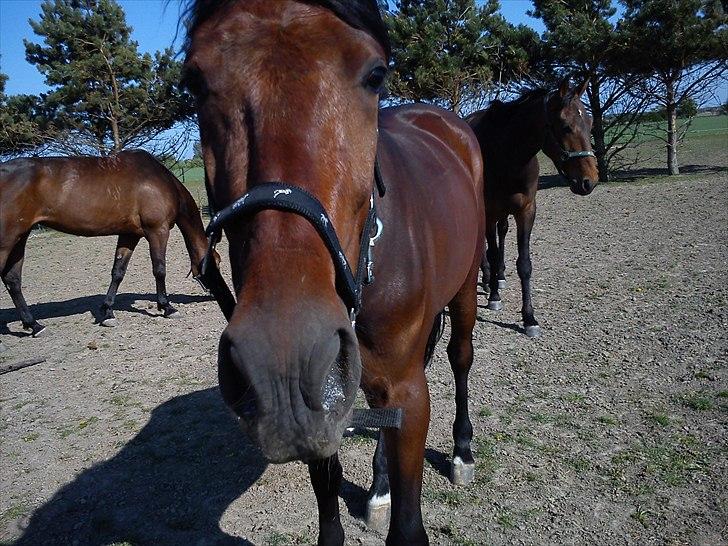 Traver SP billede 11