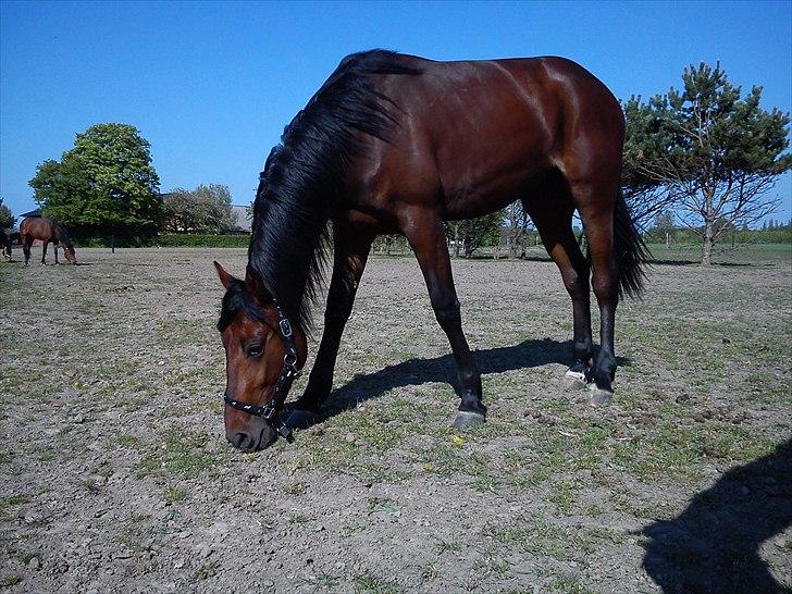 Traver SP billede 12