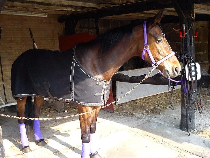 Traver Kiss mac laid billede 12