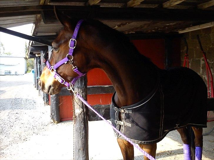 Traver Kiss mac laid billede 14