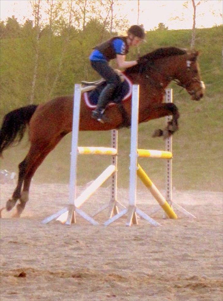 Anden særlig race Christiansejes Peanut - Billede 6. Trænning i HFR (Dårlig kvalitet) Fotograf: Anne-Louise billede 3