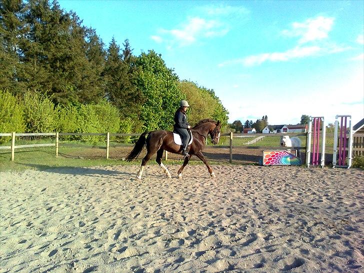 Anden særlig race Lamona <3 billede 8