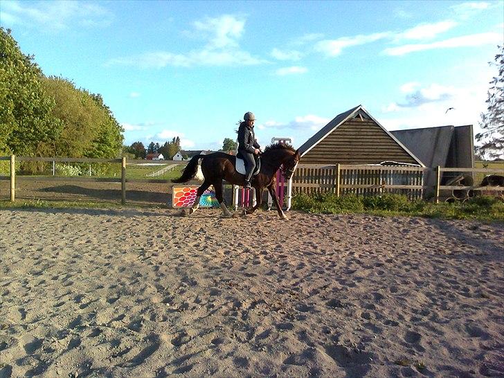 Anden særlig race Lamona <3 billede 3