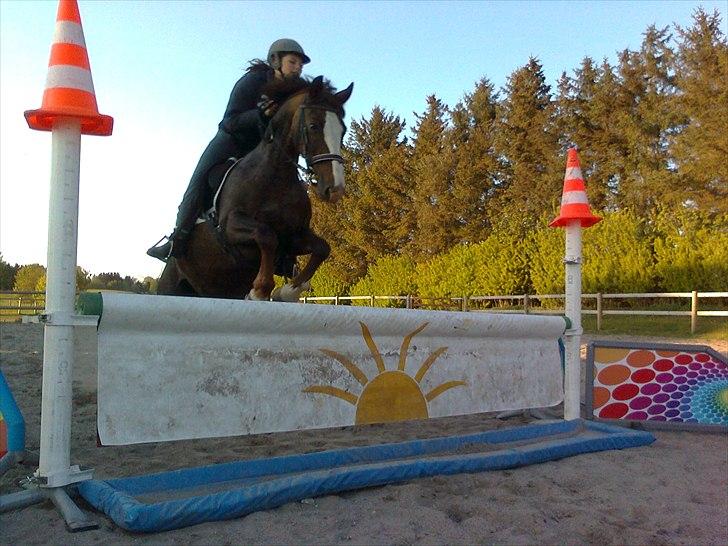 Anden særlig race Lamona <3 billede 10